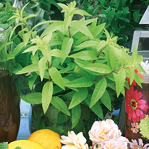 Lemon Verbena Plug Plants. 'Freshman'. Sweet Lemon Perennial herb. RHS Award of Garden Merit, AGM Winner. Medium Plug Plants x 4. Available from Bedwen Plants.