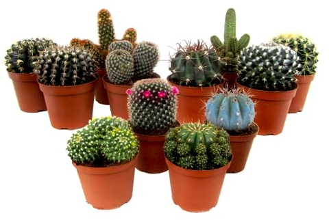 Plant in a Box - Mini Kakteen - 12er Mix - Kaktus - Topf 5,5cm - Höhe 5-10cm