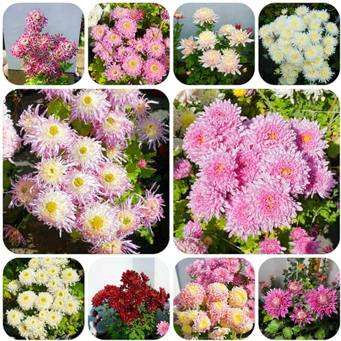 semi di crisantemo resistenti - per esterni, perenni alla copertura del terreno decorative per il giardino 420pcs