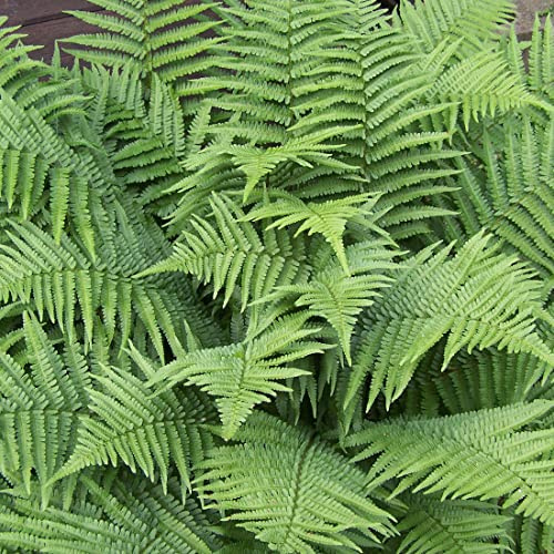 6x Wurmfarn - Dryopteris filix-mas - Topf 9x9cm - Klassischer Gartenfarn