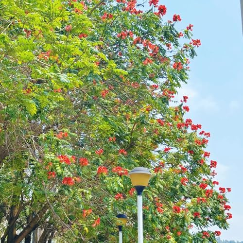 de tulipán semillas de jardín tulipán Decoración otoñal el balcón la sala estar. en macetas sostenibles balcón primavera 60semillas