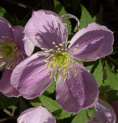 Berg Waldrebe Freda 60-80cm - Clematis montana - lebende Gartenpflanze aus den Baumschulen