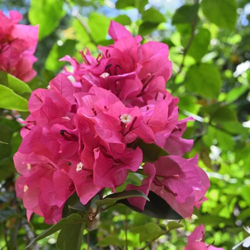 bougainvillea balkongewächshäuser dachbegrünung blumensamen mehrjährig winterhart pflanzensamen exotisch kräutersamen hängepflanzen blühende rankpflanzen winterhart hochbeet balkon 800samen