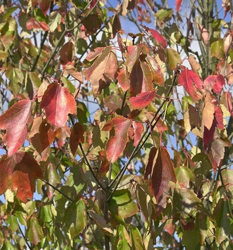 Rot Ahorn Red Sunset 125-150cm - Acer rubrum - lebende Gartenpflanze aus den Baumschulen