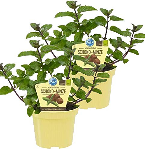 Bio Minze Schoko-Minze (Menta x piperita), Kräuter Pflanzen aus nachhaltigem Anbau, (2 Pflanzen im Set)