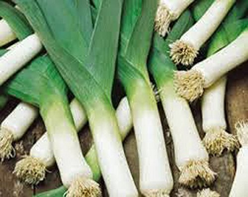 Leek, American Flag Leek Seeds, Non GMO, 50 Seeds PER Package, Great for Salads OR AS A Garnish