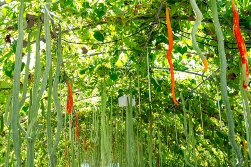15 Samen Schlangenkürbis „Gourd Sicilian Snake“ (Trichosanthes cucumerina) – Exotisches Rankgemüse, lange dekorative Früchte