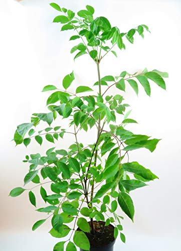 Bienenbaum, Tausendblütenstrauch, Euodia hupehensis