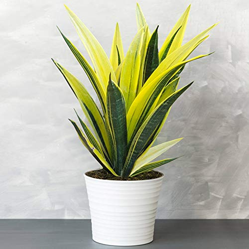 Sansevieria goldene Flamme - Schlangenpflanze | Beste Zimmerpflanzen | 30-40cm mit Topf