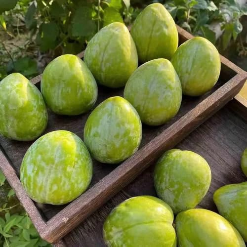 semi resistenti di susino, comprare d'appartamento che purificano l'aria fresca perenni resistenti esotiche 20pcs