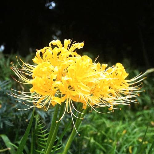 bulbos/Lirio araña - Lycoris radiata jardín interior jardín decoración balcón rocas 4Rhizoma