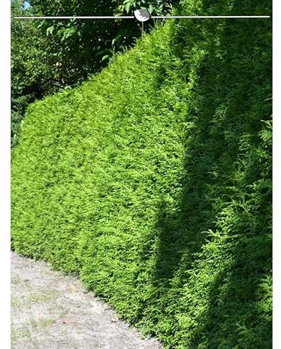 Lebensbaum Thuja Brabant 80-100 cm. 10 Heckenpflanzen. Blickdichte Thujahecke