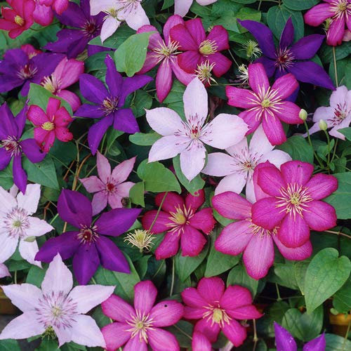 GardenersDream 3 x Mixed Clematis Tricolour Outdoor Plants in Pots - Outdoor Fast Growing Climbing Plants - Colourful Flowering Shrubs for Gardens, Walls, and Fences (20-30 cm incl. 9 cm Pot)