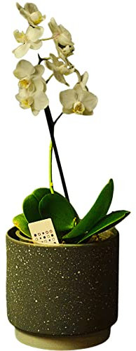 White Orchid Real Houseplant Single Spiked Phalaenopsis Potted Plant Gift for Easter Mother's Day Birthday Christmas Valentines