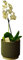 White Orchid Real Houseplant. Single Spiked Phalaenopsis Orchid Plant. A Live Potted Plant Perfect to Send for Any Occasion including Easter, Mother's Day, Birthday, Christmas, Valentines.