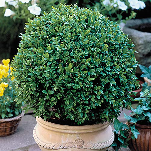 Bosso, Buxus sempervirens, semi, (Hardy Evergreen, pomme de terre, Siepe,) (30)
