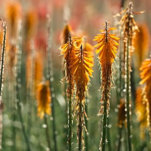semi di giglio torcia, semi di Kniphofia uvaria, varietà antiche esotici per luoghi soleggiati 20pcs
