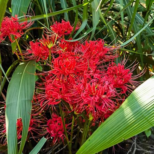 10zwiebeln spinnenlilie - lycoris radiata - frühlingsblüher seltene blutblume bodendecker winterhart mehrjährig balkon