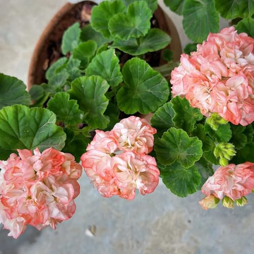 geranien bonsai topf schmetterlingsflieder exotische zimmerpflanzen wildblumensamen mehrjährig winterhart geranie zimmerbonsai bonsai gartenkräuter rankpflanze blumenwiesensaat 650samen