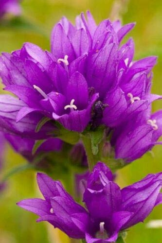 Approx 2000 Seeds of Wild Flower (British) Clustered Bellflower Campanula Glomerata