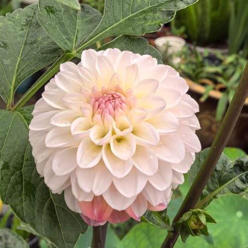 tubérculos de dalia resistentes - perennes exteriores jardín 5pcs