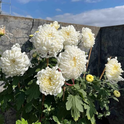 Semi di crisantemo, semi di serre da balcone semi di selvatici per luoghi soleggiati rare semi di giardino 20pcs