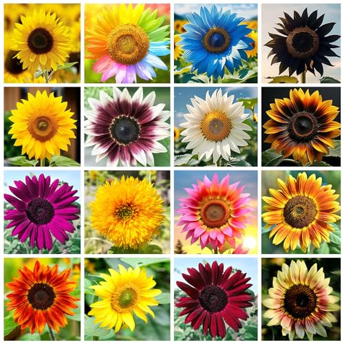 1000+ Sementi misti di girasole da piantare, varietà tradizionali, non OGM, 15 varietà annuali, attira farfalle e api