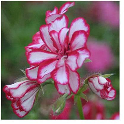 Geranium Trailing Mexicana - 6 Starter Plants -Geraniums .Fantastic for Hanging Baskets, Plug Plants. Glam up Your Garden. Summer is here!