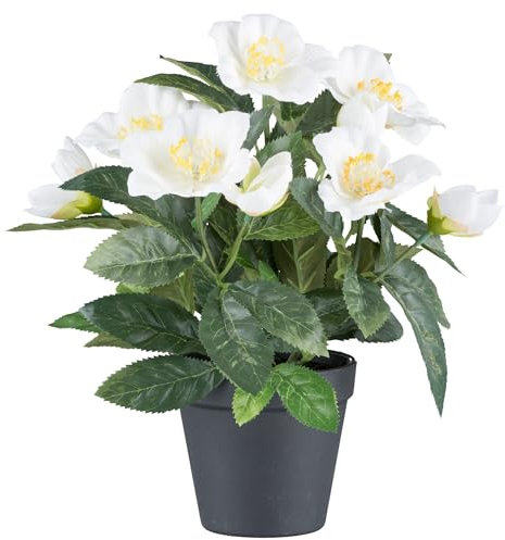 CREATIV green Christrosenbusch mit 5 weißen Blüten im schwarzen Topf I weihnachtliche Christrose 30cm I Christrosen im Topf künstlich I Weihnachtsdeko I hochwertige Kunstpflanzen für Weihnachten