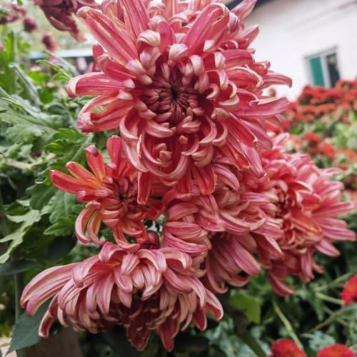 Semi di crisantemo, regali per gli amanti del giardino Semi di perenni decorazione del soggiorno esotiche 500pcs