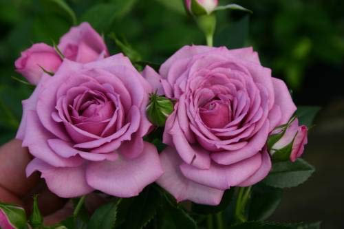 Azalea Gardens Lavanda Rare Rose 20 Seed