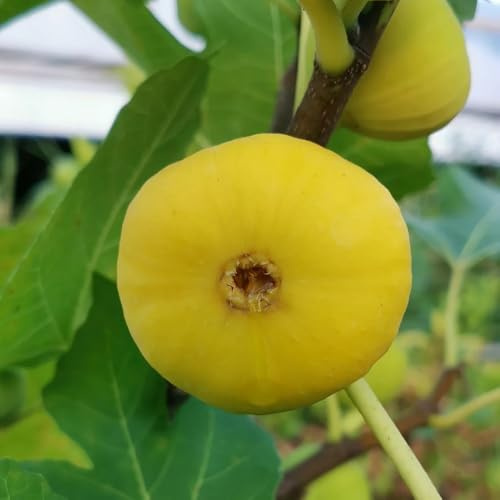 acquistare un fico balcone colonnari semi di fico giardino roccioso con sostenibili Coltivare ver 350semi