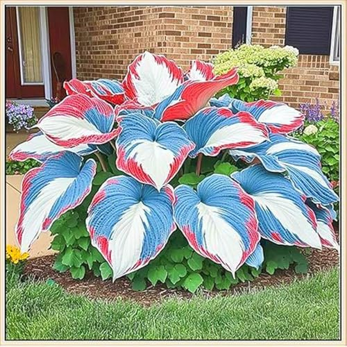 Piante Hosta Bulbi, piante erbacee perenni, Hosta Bulbi grande, Ambiente paesaggistico, Hosta in vaso, profumate, pianta Hosta(Non artificiali)-6 Bulbi-B