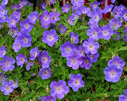 Stauden Gänge 1 x Geranium 'Rozanne ®' im 1 Liter Topf (Winterhart/Stauden/Staude/Mehrjährig/Bodendecker) Storchschnabel - Farbenpracht von Frühling bis zum ersten Frost - Dauerblüher