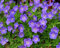 1 x Geranium 'Rozanne ®' im 1 Liter Topf (Winterhart/Stauden/Staude/Mehrjährig/Bodendecker) Storchschnabel - Farbenpracht von Frühling bis zum ersten Frost - Dauerblüher - von Stauden Gänge