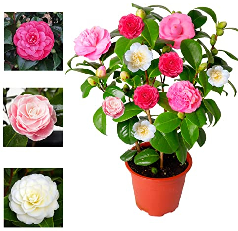 Camellia Japonica Plant Tricolour Red, White & Pink in One Pot - Evergreen Shrub - Rare Variety of Camellia Japonica Plant 30-50 cm in Height (Environment Friendly Packaging)