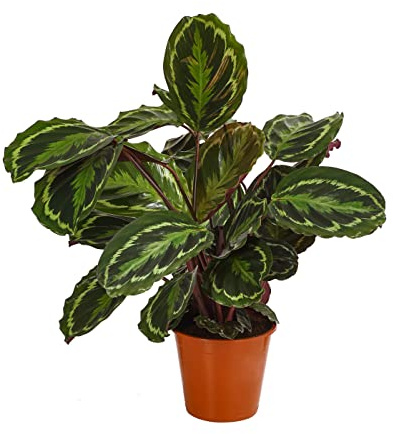 Dehner Korbmarante Medaillon, farbiges Laub, ca. 45-50 cm, Ø Topf 19 cm | Calathea roseoptica, tropische Zimmerpflanze, luftreinigend, für helle bis halbschattige und luftfeuchte Standorte