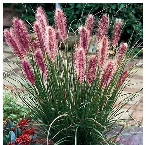Pennisetum alopecutoides Red Head 1L - Eines der beliebtesten Ziergräser