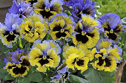 Buy4seeds 20 Seeds Pansy Winter Flowering Frizzle Sizzle f1 Yellow Blue Swirl Easy to Grow