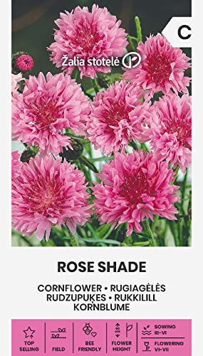 Zalia stotele | KORNBLUME - ROSE SHADE samen | Blumensamen | Pflanze samen | Gardensamen | 1 Pack