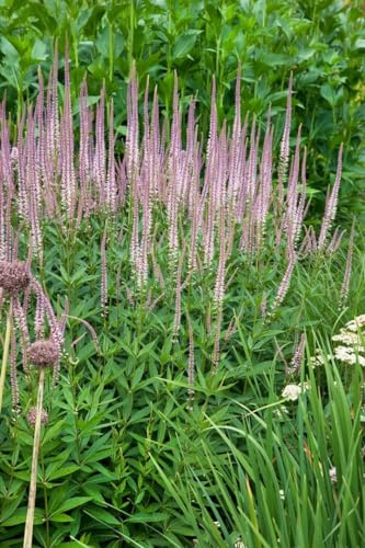 Veronicastrum virginicum 'Roseum' 9x9 cm Topf – Winterhart, Mehrjährig, Pflegeleicht – Virginischer Ehrenpreis – Staude für Beet & Rabatte