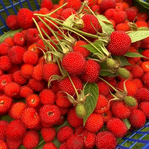 semillas de fresa silvestre - resistentes en invernadero, 800pcs