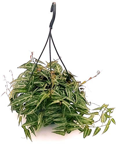 POWERS TO FLOWERS - CISSUS, PARTHENOCISSUS AMAZZONICA, pianta vera