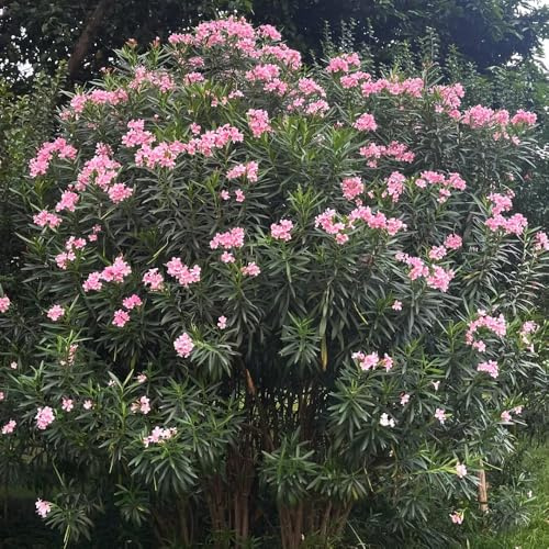 comprar semillas de adelfa, orgánicas variedades antiguas, adelfa, mini jardín, real Las de hoja perenne son 40pcs