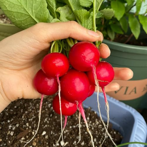 ravanelli biologici di invernali semi di ravanello decorazioni giardino per esterni giardino resistenti Semi biologici, varietà 200semi