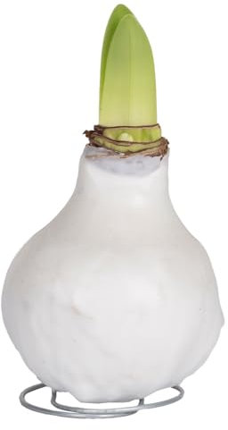 Amaryllis in Wachs XL, Dekor 'Basic White', Blüte weiß