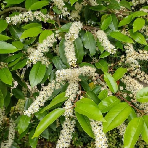 Semi di alloro ciliegia, Prunus laurocerasus, arbusti sempreverdi resistenti di alloro ciliegio resistenti, luoghi soleggiati rare di perenni 30pcs
