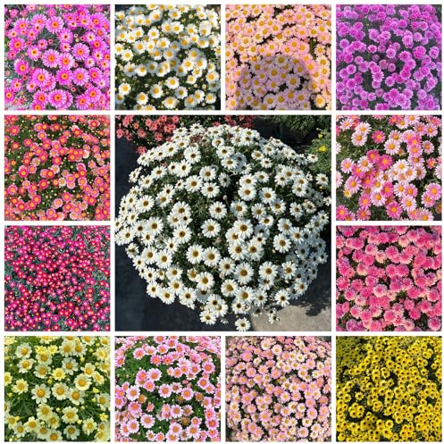 semillas de margarita - silvestres raras balcón decorativas variedades antiguas, 950pcs