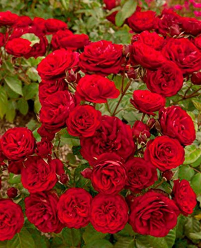 Arbusto roseto fiori da esterno ROSA PORCELLANA