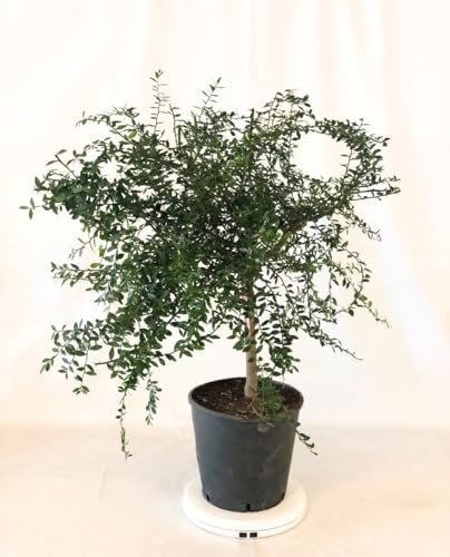 Pianta di LIMONE CAVIALE ROSA Fingerlime Citrus Australasica - in vaso: Ø 22 cm - H. 80/90 cm